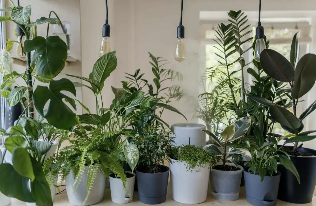 10 indoor plants that can help reduce stress