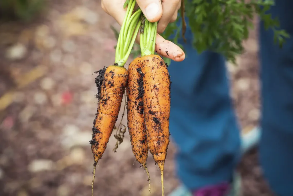 How to Master the Art of Harvesting Your Garden Produce