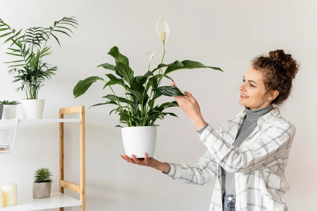 Indoor plants that elevate your mood