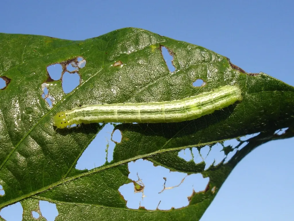 8 Ways to Prevent Plant Pest & Diseases in Your Garden