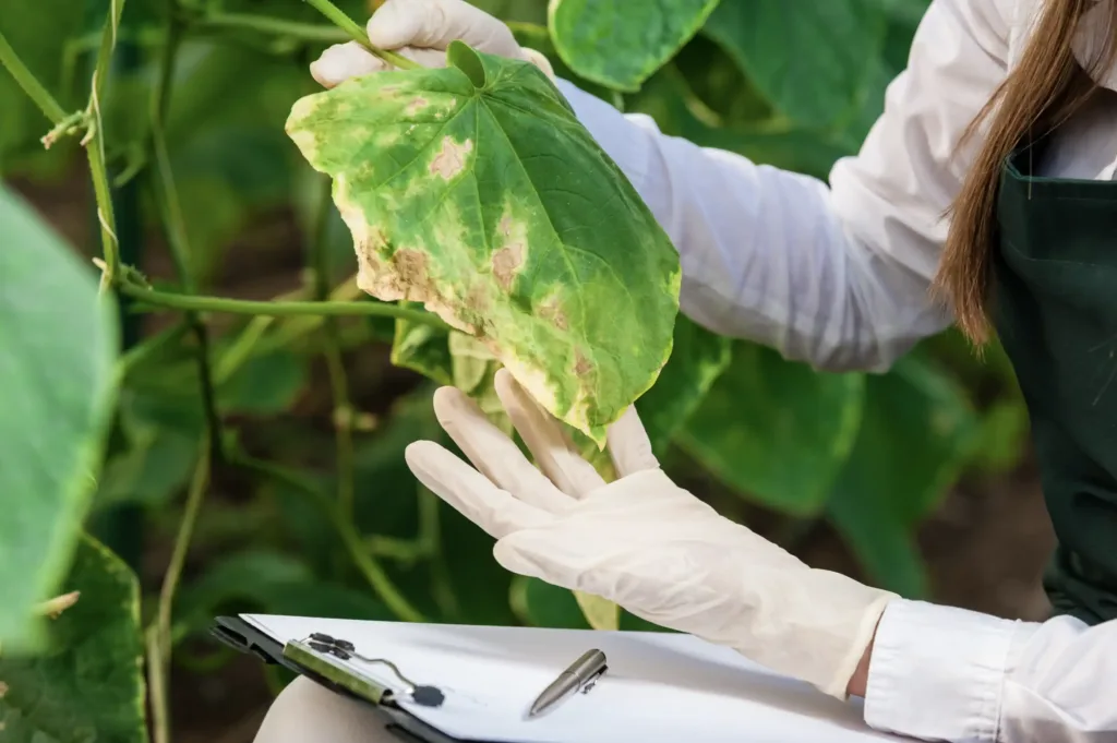 5 Quick Tips to Identify and Treat Plant Pest & Diseases