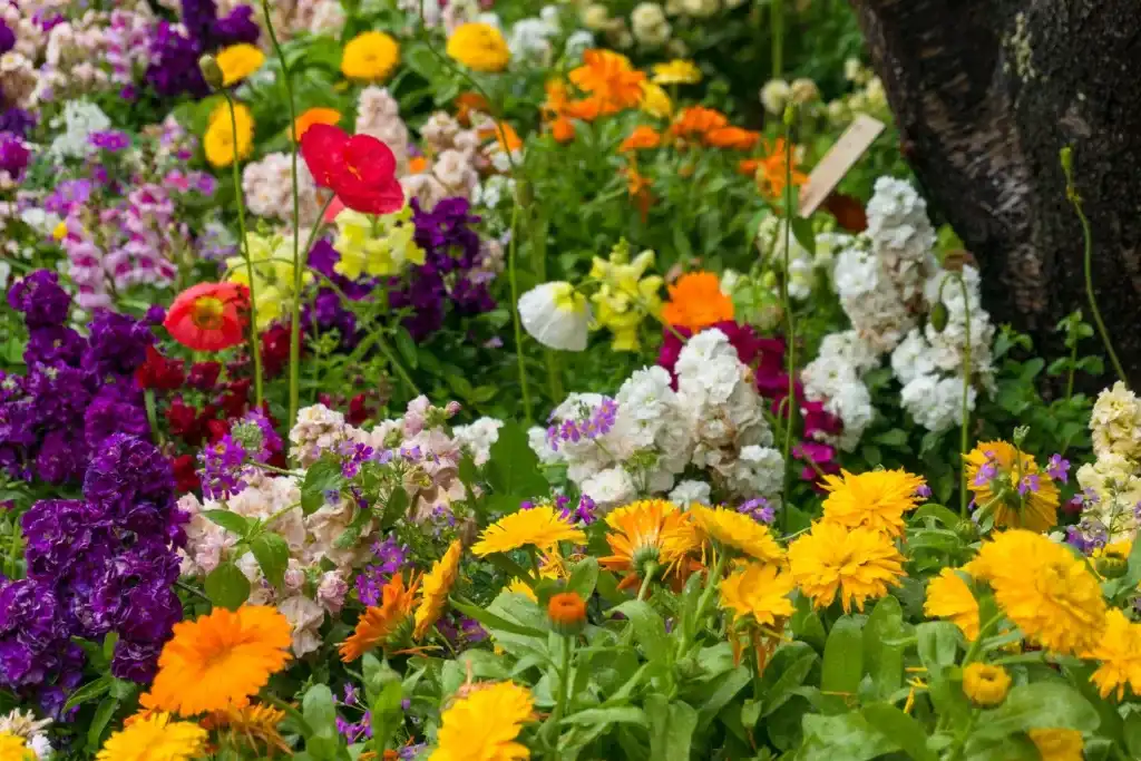 Low-Maintenance Backyard Beauty: Easy Care For Backyard Flower Garden