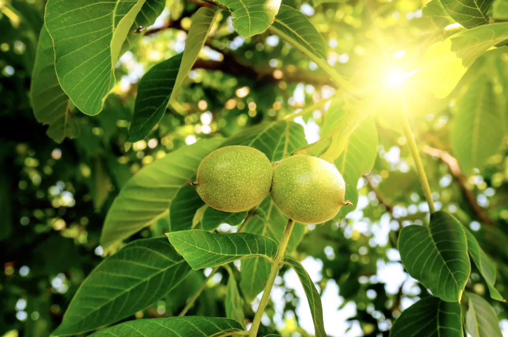 Fast-Growing Nut Trees for Your Green Haven