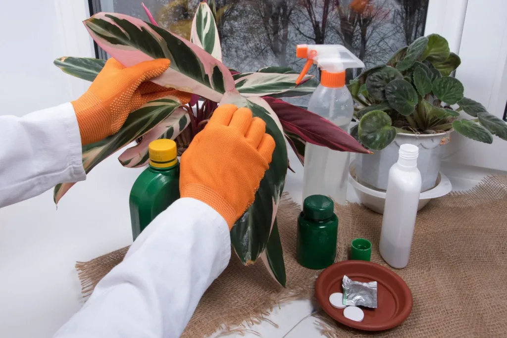 How to Get Rid of Bugs on Indoor Plants Naturally