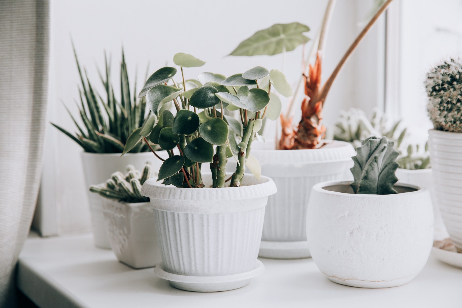 ECO WINTER PLANT CARE 1