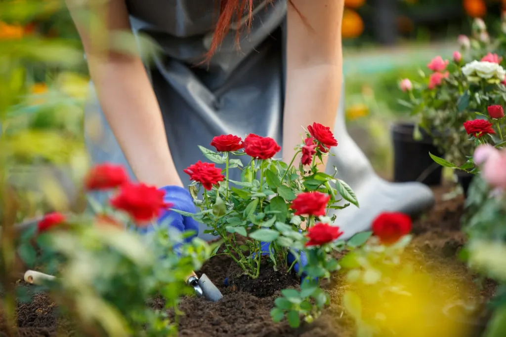 How to Grow Roses from Seeds at Home