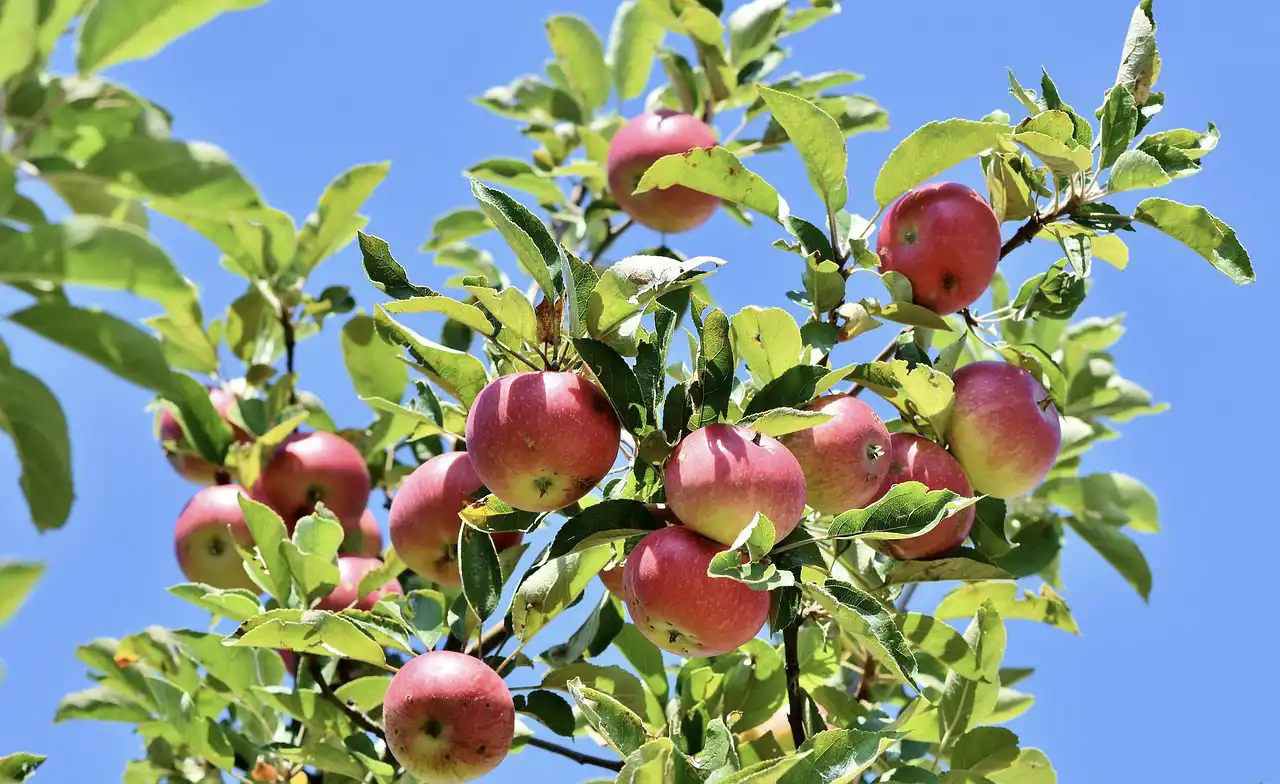 apples fruits apple tree 3535566
