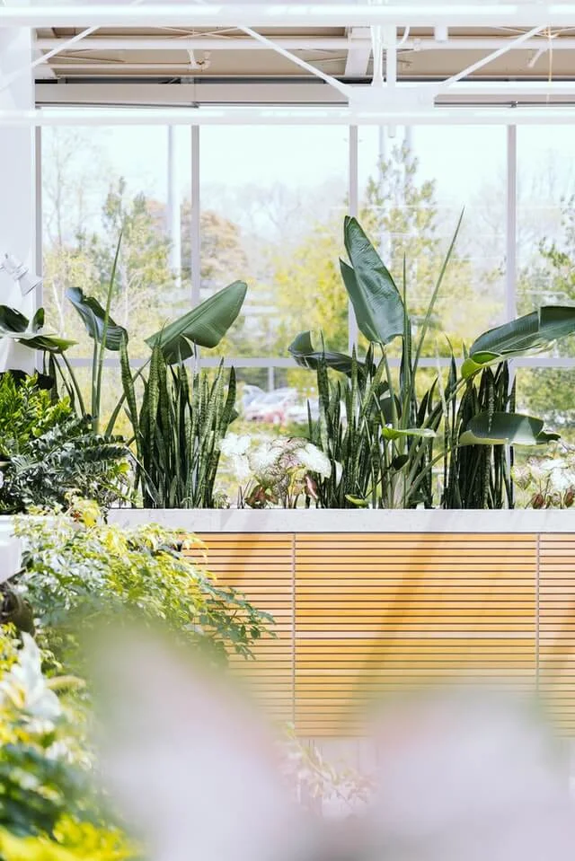 green leaf plants