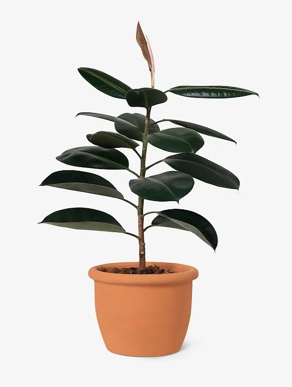 rubber plant terracotta pot home decor object