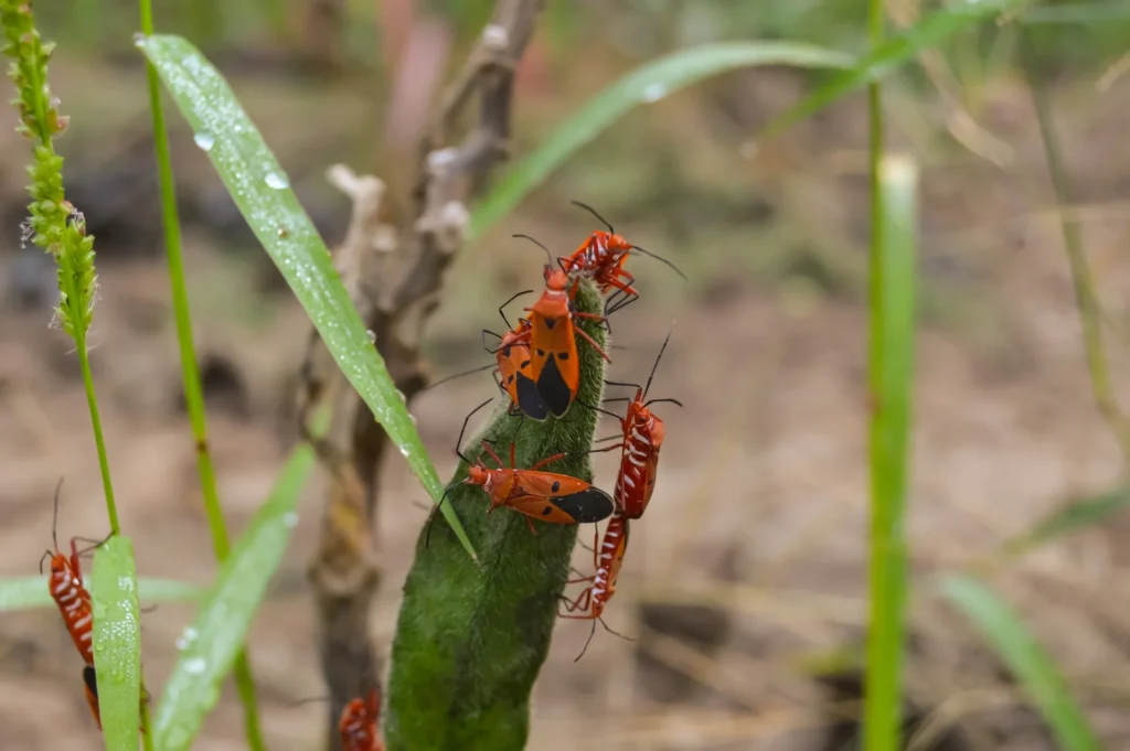 How To Identify Common Plant Pests and Ways to Get Rid of Them