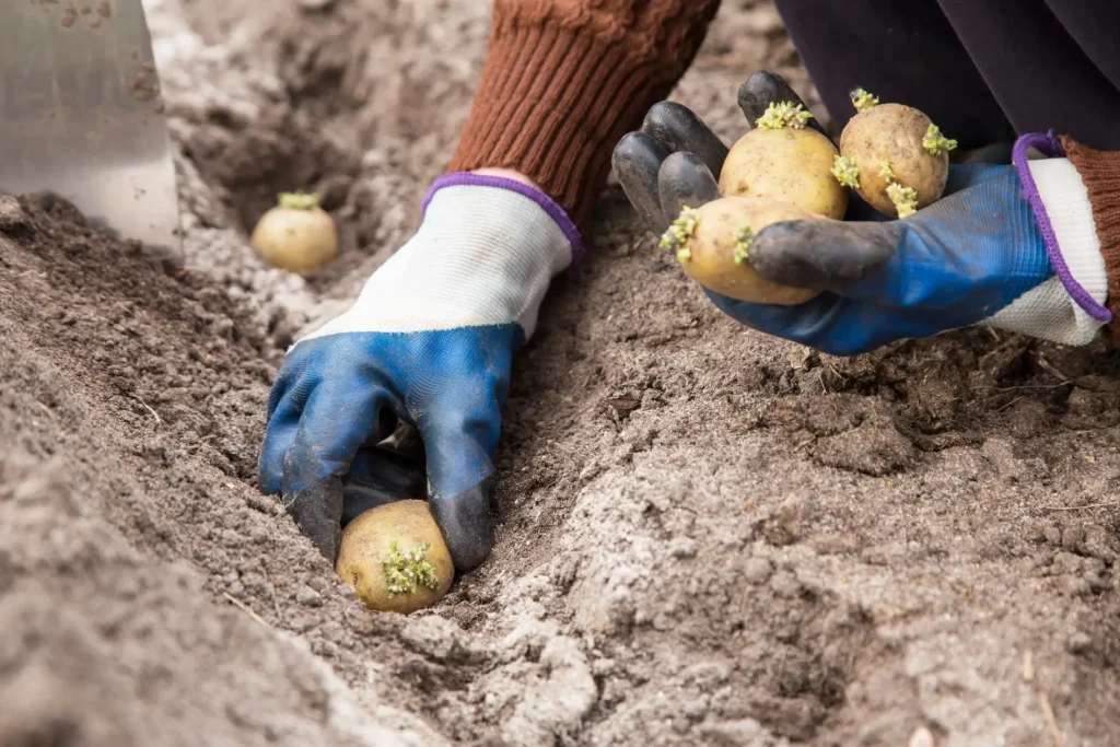 Edible Gardening: How to Plant and Harvest Potatoes