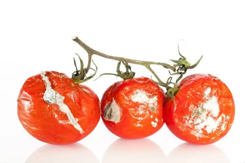 How To Treat and Prevent Tomato Plant Diseases
