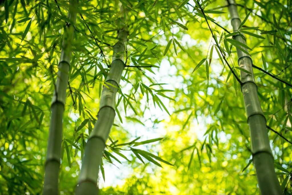 How To Take Care of a Bamboo House Plant