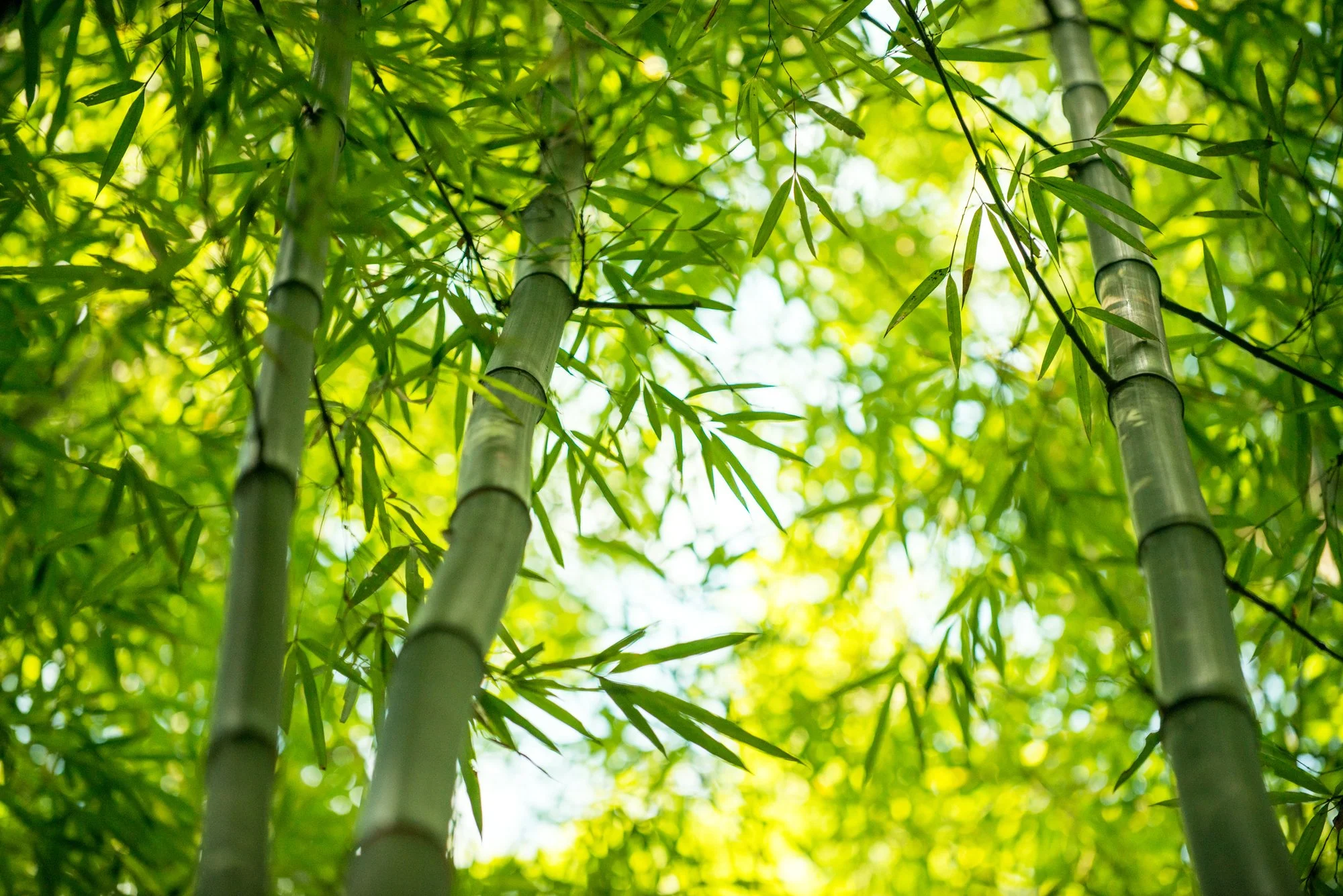 Eco Bamboo Care Main 1