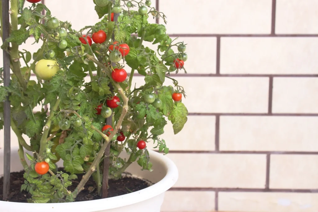 The Best Vegetables to Grow in Containers