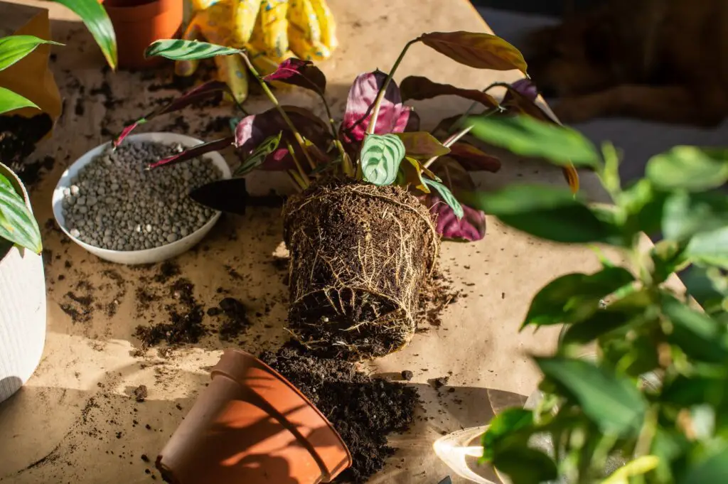 10 Easy Steps to Make Your Own Homemade Fertilizer for Indoor Plants