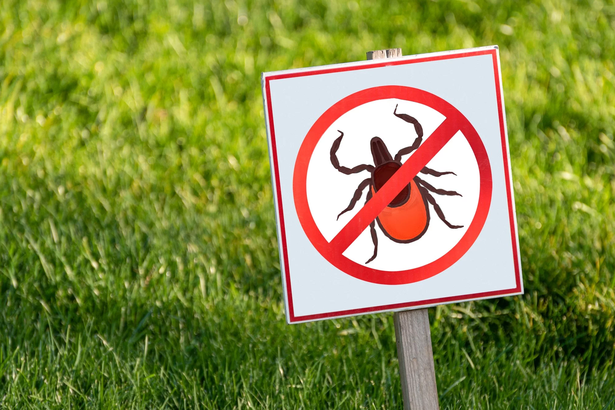 Eco Lawn Pests 1