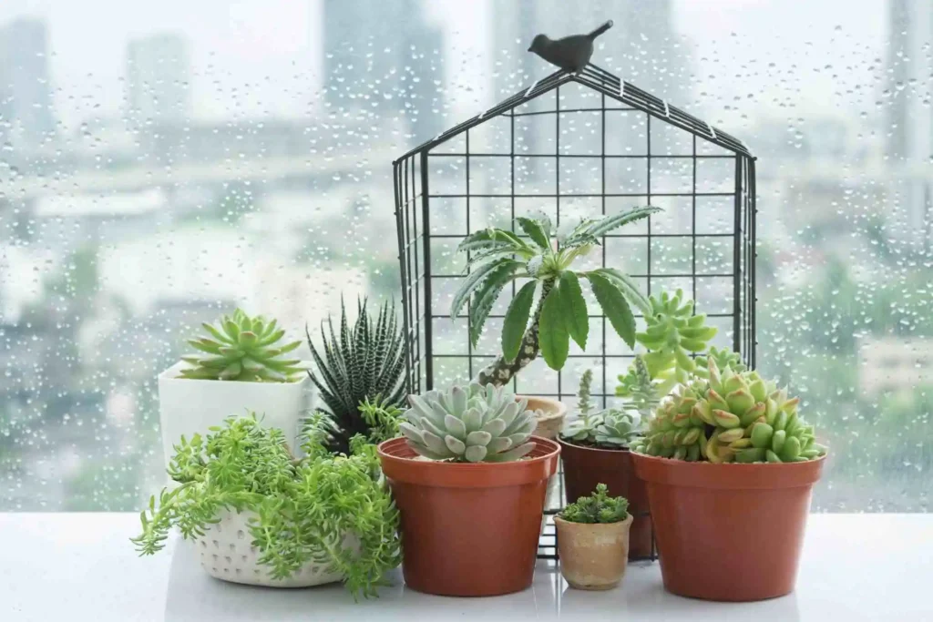 Eco What Type of Planter Is Best for Indoor Plants