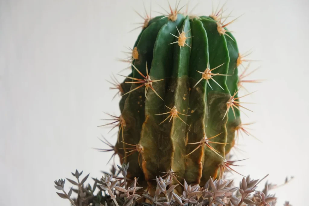 Common Cactus Plant Diseases and Pests and How to Fight Them