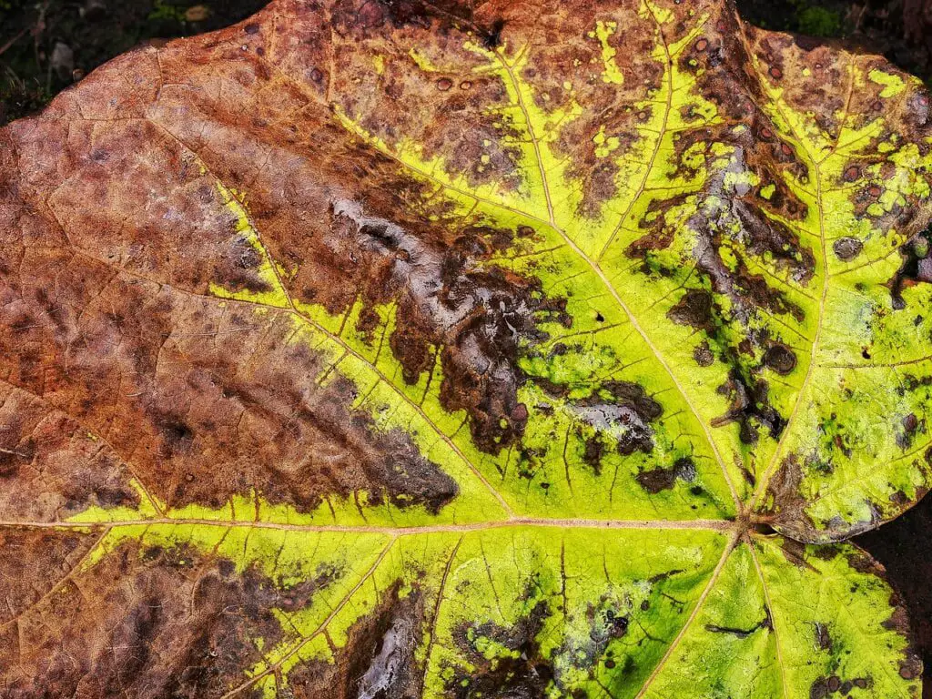leaf, nature, fallen-1769422.jpg