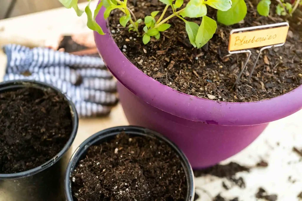 Eco Planting Blueberry in Container