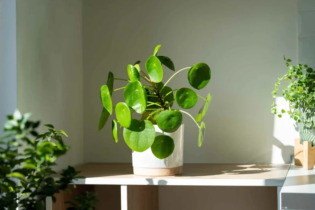 Eco Which plants like direct sun light