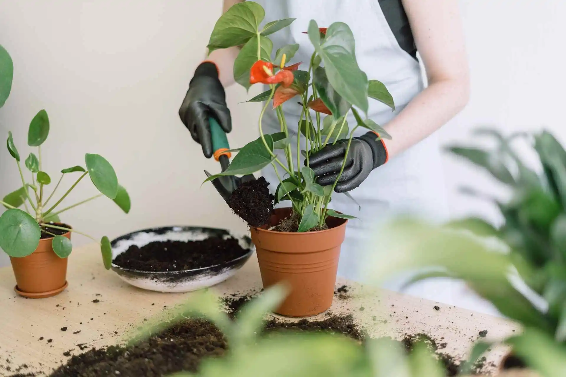 Eco how to repot houseplants properly