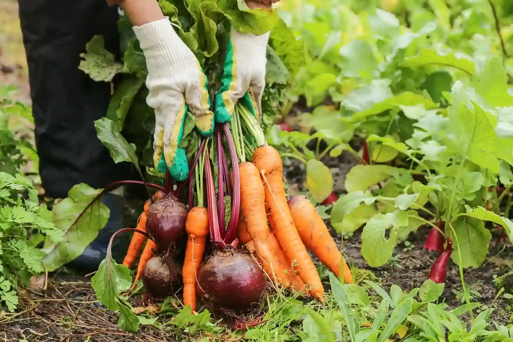 Root Vegetables