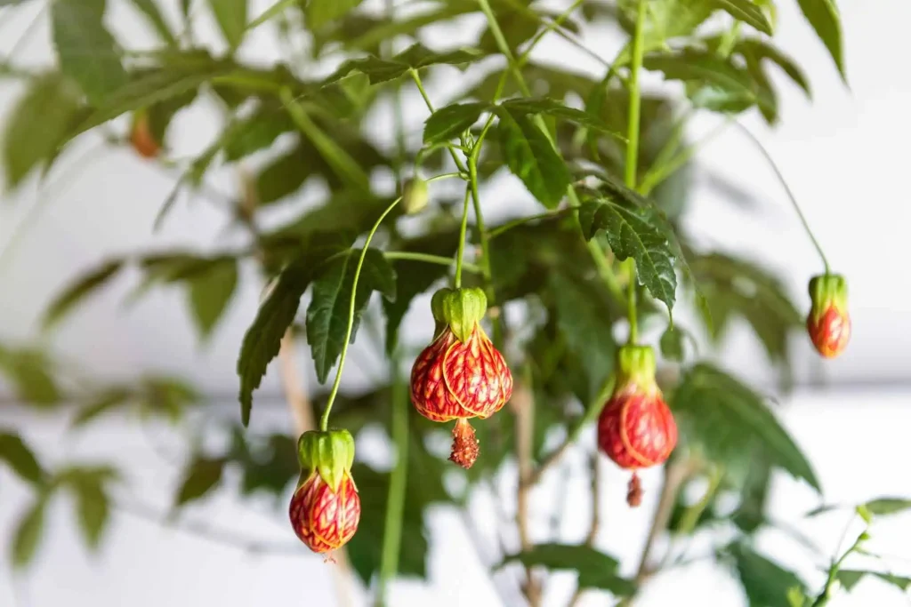 tiger eye flowering maple