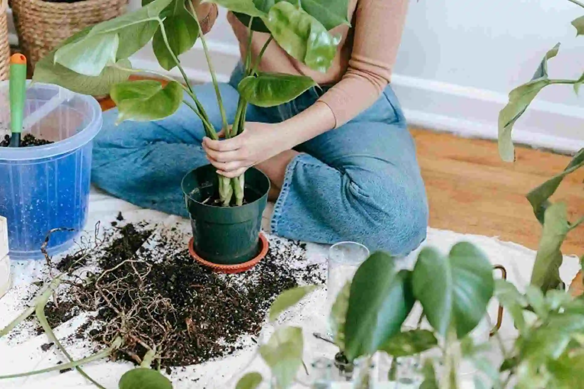 how to clean indoor plant leaves 1