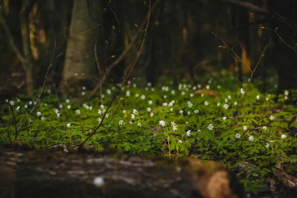 Ground Cover Plants